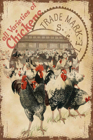 Chicken Varieties
