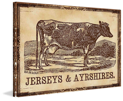 Cows Jerseys