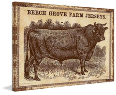 Cows Jerseys 2