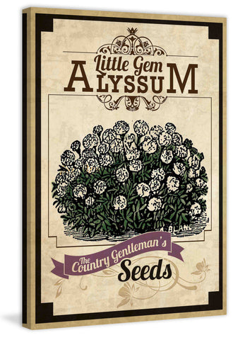 Flower Packet Alyssum