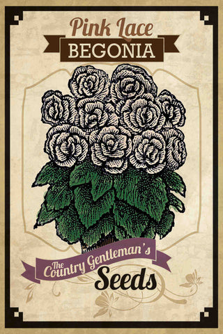 Flower Packet Begonia