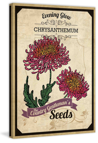 Flower Packet Chrysanthemum