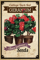 Flower Packet Geranium