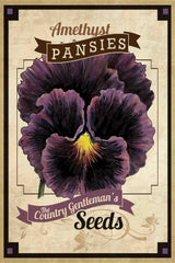 Flower Packet Pansy