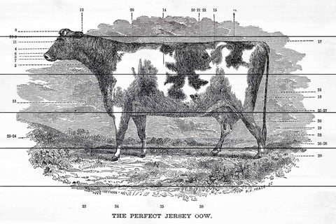 Perfect Cow