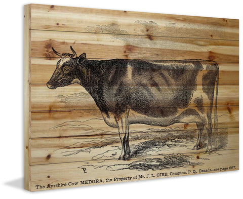 Ayrshire Cow