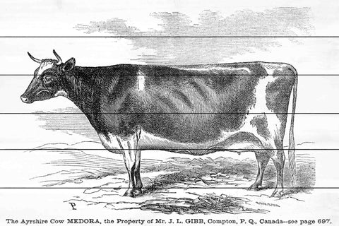 Ayrshire Cow