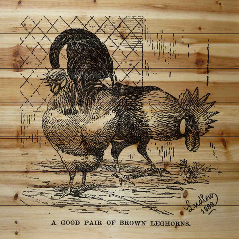 Brown Leghorns