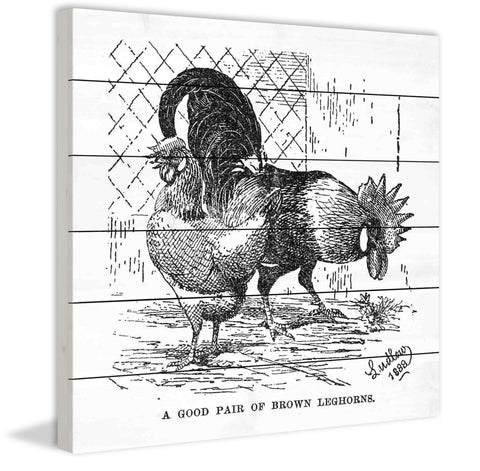 Brown Leghorns