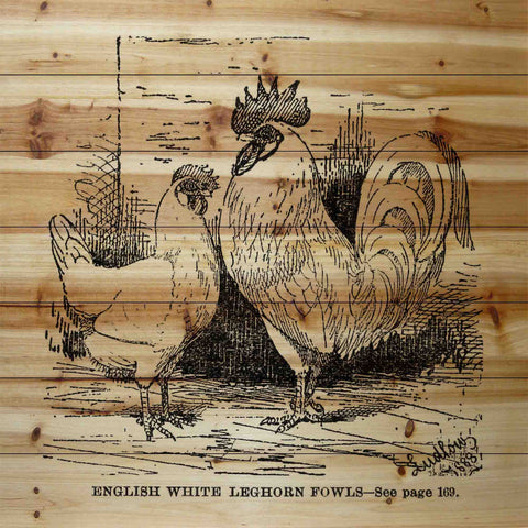 White Leghorn