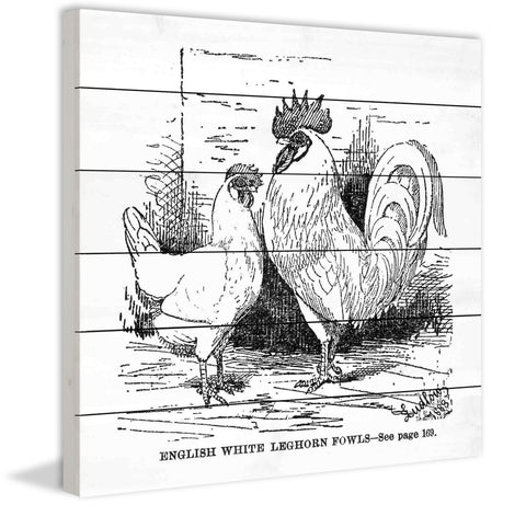 White Leghorn