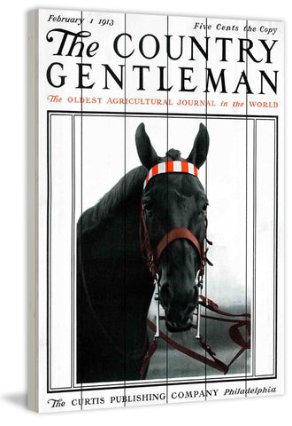 CG Horse