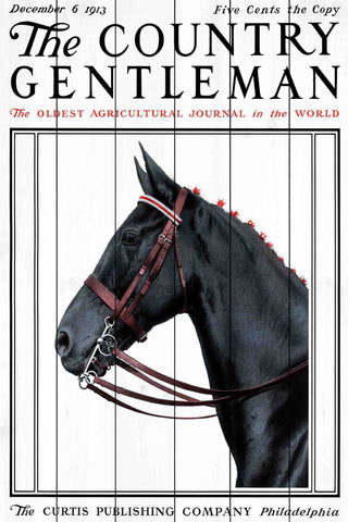 CG Horse 2