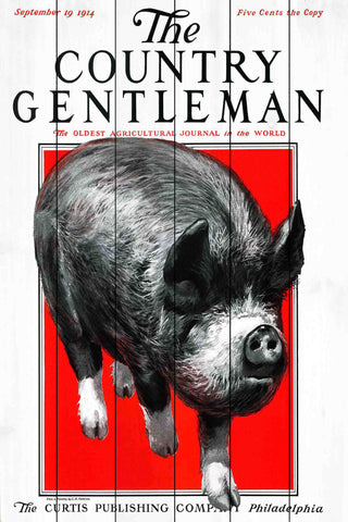 CG Pig