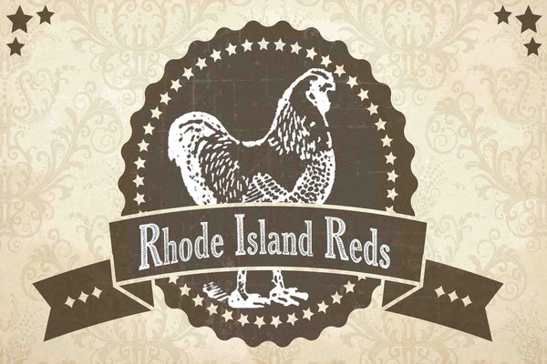Rhode Island Reds 2