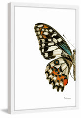 Papilio Demoleus - Lime Swallowtail