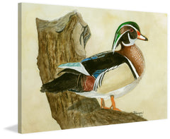 Woodduck