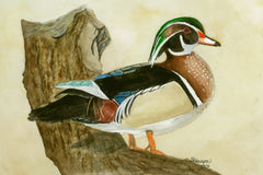 Woodduck