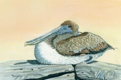 Pelican