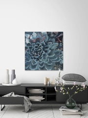 Succulent Spotlight