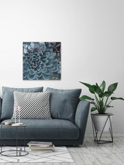 Succulent Spotlight