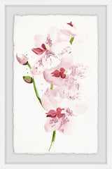 Pink Euphoria
