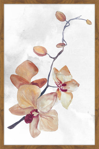 Orchideas