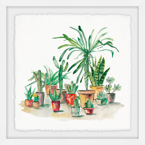 Desert Plants