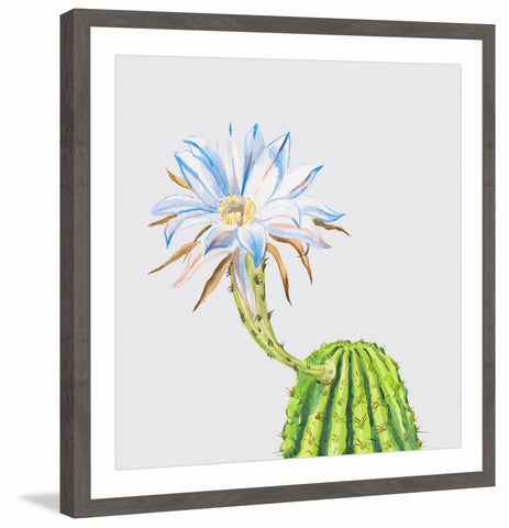 Easter Lily Cactus III
