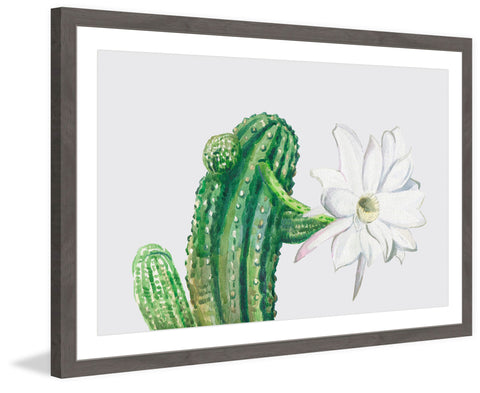 Trichocereus III