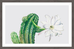Trichocereus III