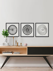 Circle Bloom Triptych