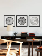 Circle Bloom Triptych