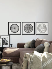 Circle Bloom Triptych