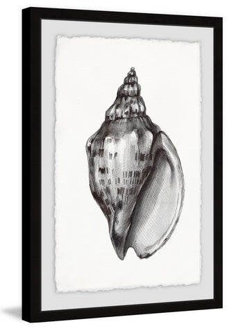 Elegant Looking Shell