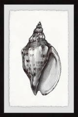 Elegant Looking Shell