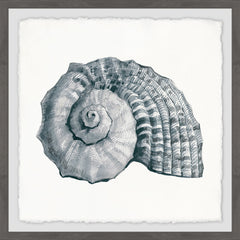 Sturdy Shell