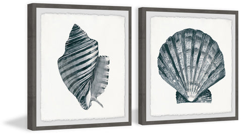 Striped Queen Conch II Diptych