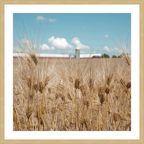 Waves of Grain