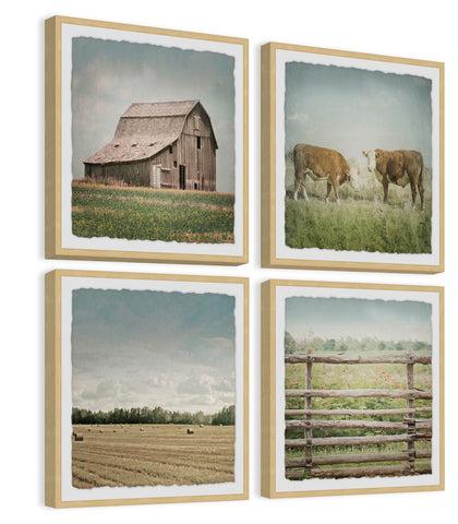 Barn and Cows Quadriptych