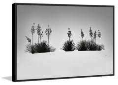 Dune Botanicals