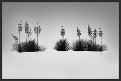 Dune Botanicals