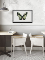 Hunter Green Butterfly
