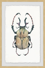 Beefy Beetle