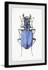 Violet Beetle