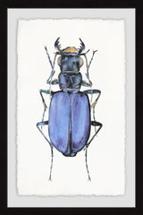 Violet Beetle