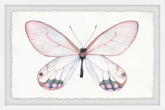 Pale Pink Butterfly