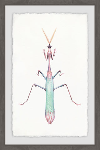 Pastel Mantis