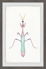 Pastel Mantis