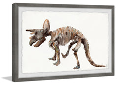 Triceratops Skeleton